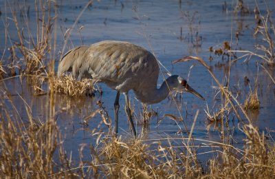 Sandhill Crane