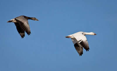 Snow Geese