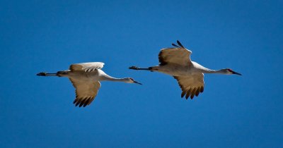 Sandhill Cranes