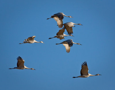 Sandhill Cranes