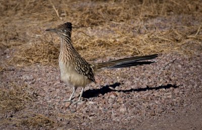 Roadrunner