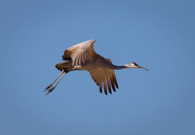 Sandhill Crane