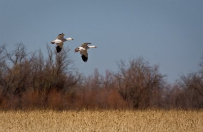 Snow Geese