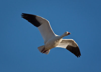 Snow Goose