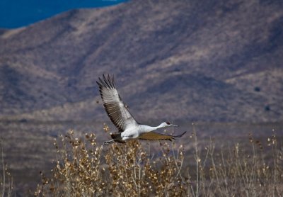 Sandhill Crane