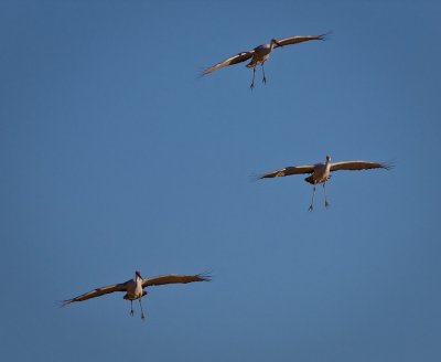 Sandhill Cranes