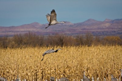 Sandhill Cranes