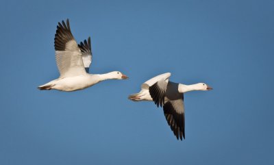 Snow Geese