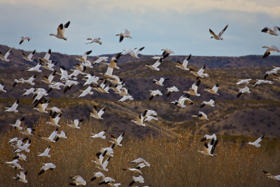 Snow Geese