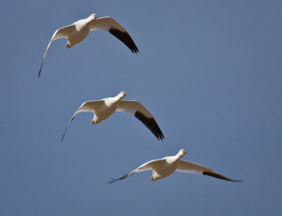 Snow Geese