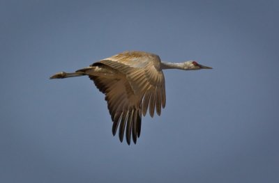 Sandhill Crane