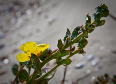 Evening Primrose, Isla Magdalena
