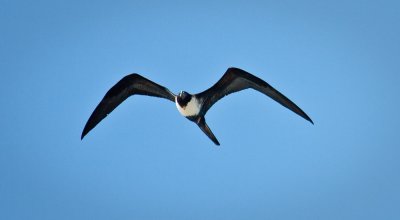 Female Frigatebird, Bahia Magdalena