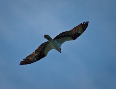 Osprey, Bahia Magdalena