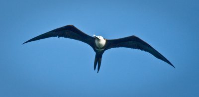 Juvenile Frigatebird, Bahia Magdalena