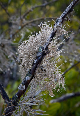 Lichen, Isla Magdalena
