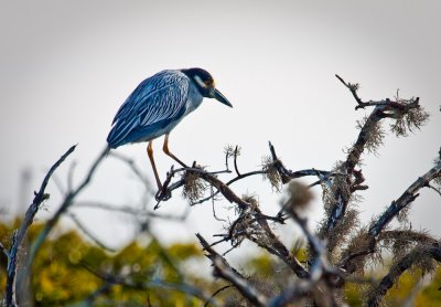 Yellow-crowned Night-Heron, Isla Magdalena