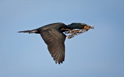 Double-crested Cormorant, Isla Magdalena