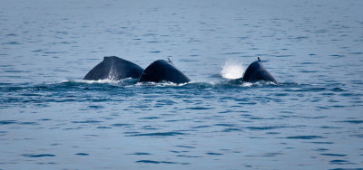 Among the Whales, Baja