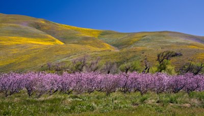 Gorman Wildflowers