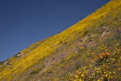 Gorman Wildflowers
