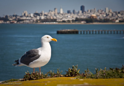 From Ft. Point