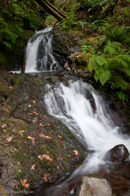 Shepperd's Dell