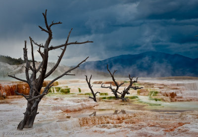 Mammoth Hot Springs Area