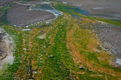 Norris Geyser Basin