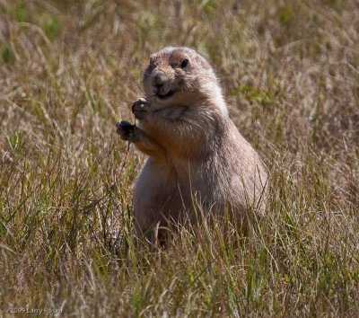 Prairie Dog