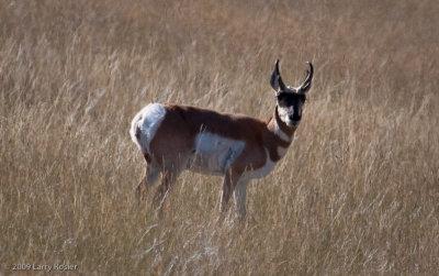 Pronghorn on Robinson Ranch (1893) in Crook County, Wyoming