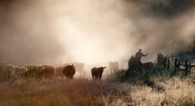 Erickson Family Cattle Drive