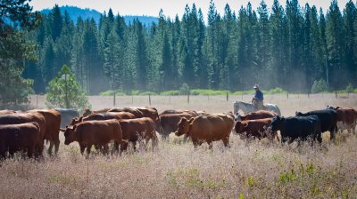 Erickson Family Cattle Drive