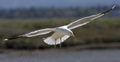 Palo Alto Baylands Preserve