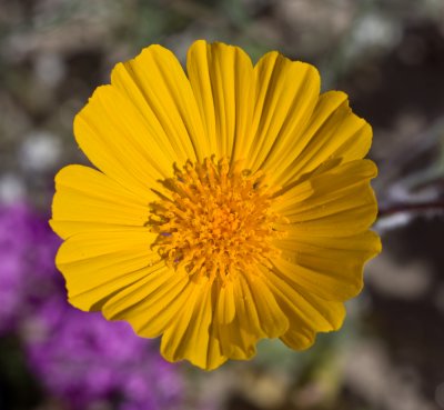 Anza-Borrego-2.jpg