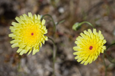 Anza-Borrego-3.jpg