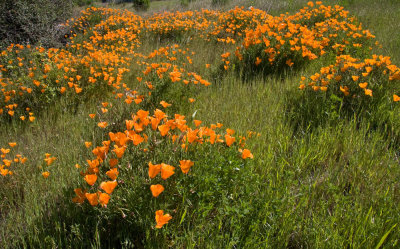 California_Poppies-1.jpg