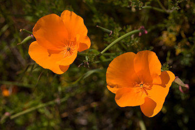 California Poppies