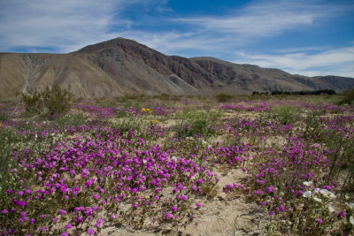 Anza_Borrego-1.jpg