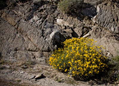 Anza_Borrego-11.jpg