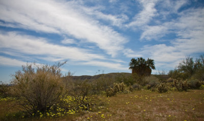 Anza_Borrego-12.jpg