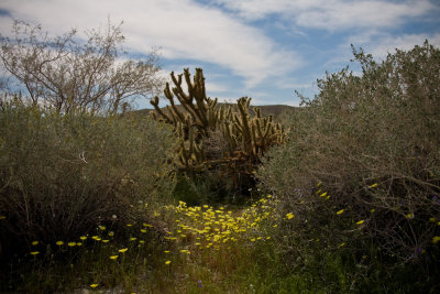 Anza_Borrego-14.jpg