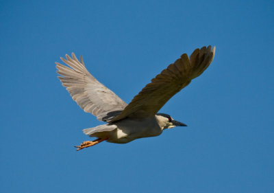 Baylands-13.jpg