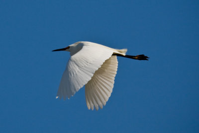 Baylands-14.jpg