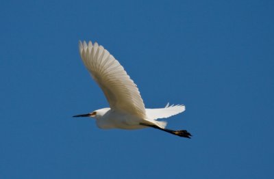 Baylands-15.jpg