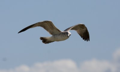 Baylands-7.jpg