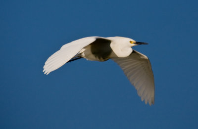 Palo Alto Baylands Preserve