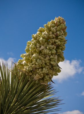 Joshua_Trees-5.jpg