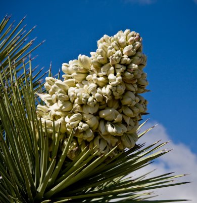 Joshua_Trees-6.jpg