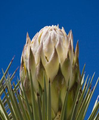 Joshua_Trees-7.jpg